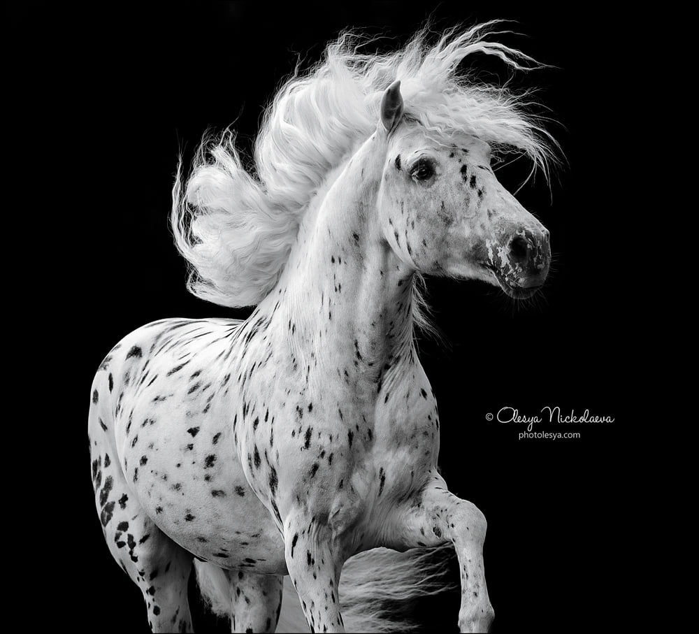 Appaloosa Horse